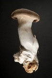 Pleurotus eryngii image