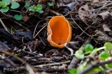 Sarcoscypha austriaca image