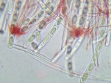 Sarcoscypha austriaca image