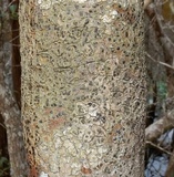 Arthothelium interveniens image