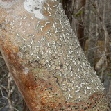Dyplolabia afzelii image