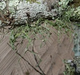 Ramalina stenospora image