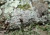 Lecanora caesiorubella image