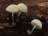 Mycena adscendens image