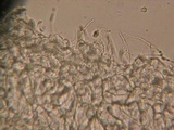 Mycena adscendens image