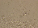 Mycena adscendens image