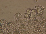 Mycena adscendens image