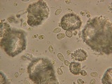 Mycena adscendens image