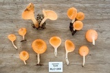 Cookeina tricholoma image
