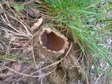 Geopora foliacea image