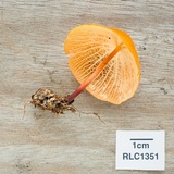 Marasmius cladophyllus image