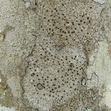 Arthothelium interveniens image
