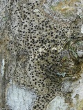 Arthothelium interveniens image