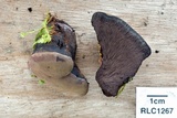 Pyrenopolyporus symphyon image