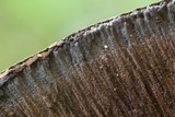 Pyrenopolyporus symphyon image