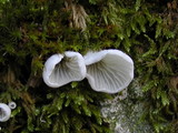 Rimbachia bryophila image