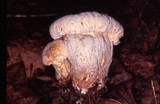Hypomyces melanocarpus image