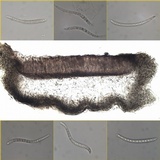 Collema fasciculare image