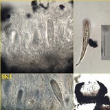 Opegrapha viridis image