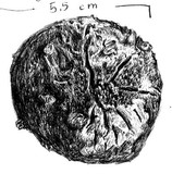 Astraeus pteridis image