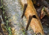 Xylaria enterogena image