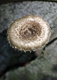 Lentinus berteroi image