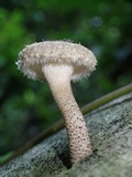 Lentinus berteroi image