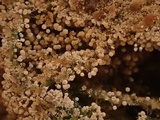 Nematogonum ferrugineum image