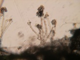 Nematogonum ferrugineum image