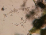 Nematogonum ferrugineum image