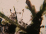 Nematogonum ferrugineum image
