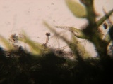 Nematogonum ferrugineum image