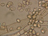 Nematogonum ferrugineum image