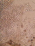 Nematogonum ferrugineum image