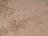 Nematogonum ferrugineum image