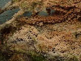 Nematogonum ferrugineum image