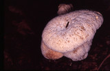 Hypomyces melanocarpus image