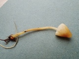 Galerina pumila image