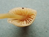 Galerina pumila image