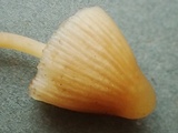 Galerina pumila image