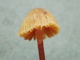 Galerina vittiformis image