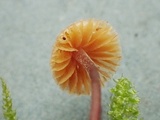 Galerina vittiformis image
