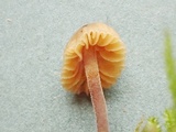 Galerina vittiformis image