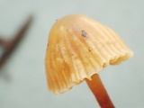 Galerina vittiformis image