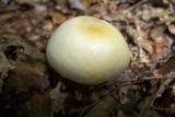 Agaricus silvicola image