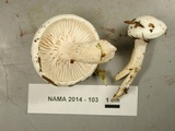 Hygrophorus eburneus image