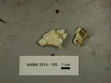 Oxyporus cuneatus image