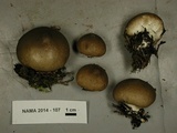 Lycoperdon nigrescens image
