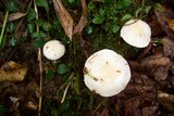 Hygrophorus eburneus image