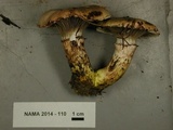 Gomphidius oregonensis image